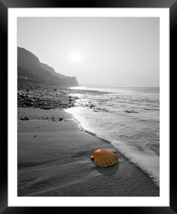 Branscombe Scallop Shell Popped Framed Mounted Print by David Neighbour
