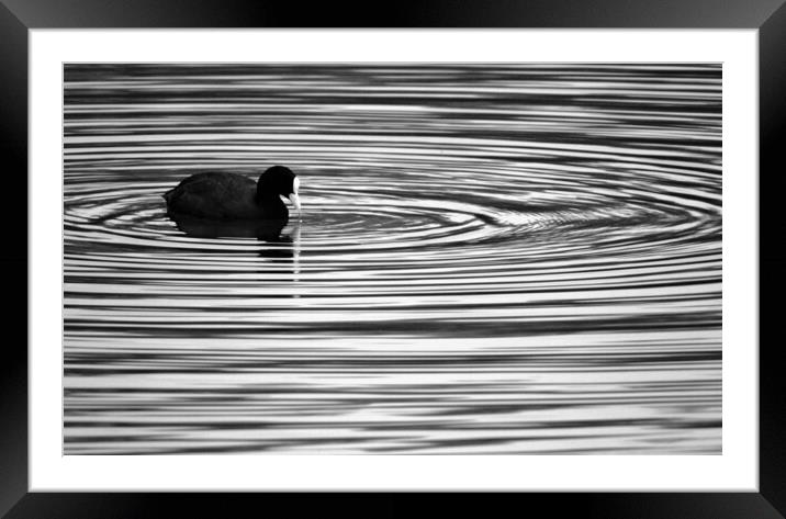 Coot Ripples Framed Mounted Print by David Neighbour