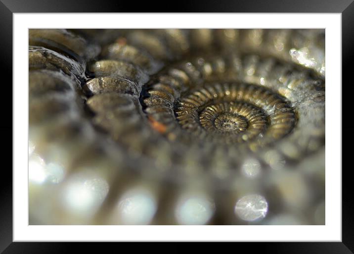 Glistening Ammonite Framed Mounted Print by David Neighbour