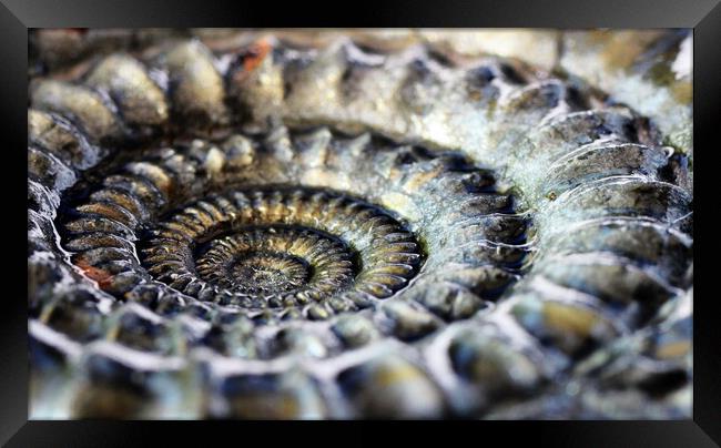 Pyritised ammonite Framed Print by David Neighbour