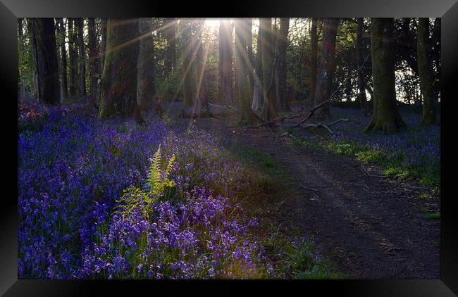 Fern Among the Bluebells Framed Print by David Neighbour