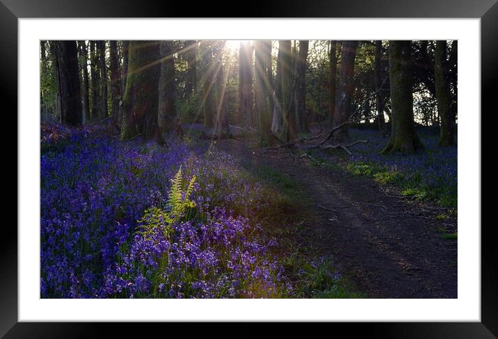 Fern Among the Bluebells Framed Mounted Print by David Neighbour