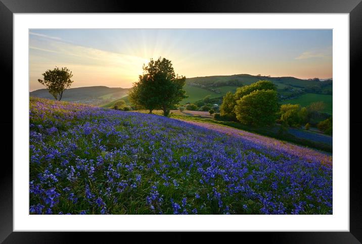 Bluebells of Eype Down Framed Mounted Print by David Neighbour