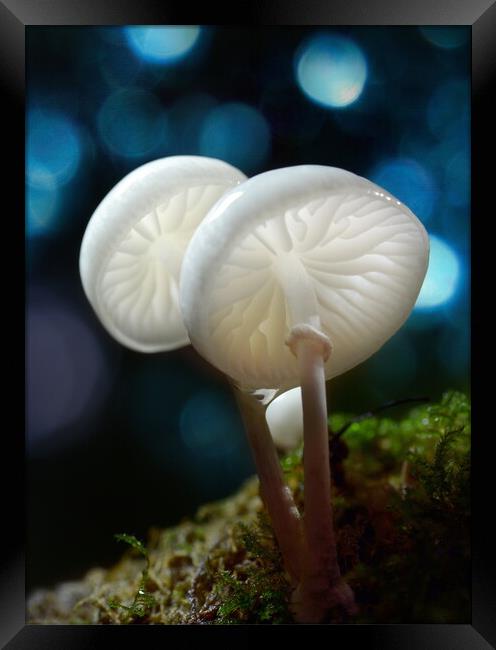 Porcelain Fungus Framed Print by David Neighbour
