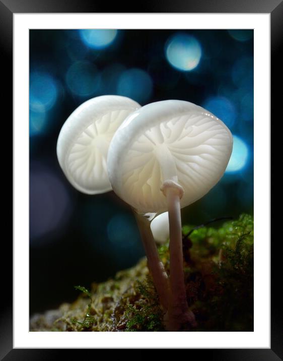 Porcelain Fungus Framed Mounted Print by David Neighbour