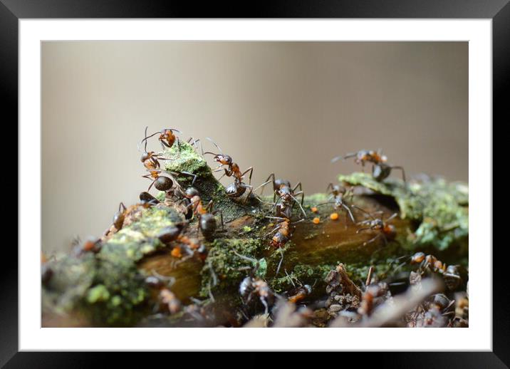 Wood Ants of Fingle Bridge Framed Mounted Print by David Neighbour
