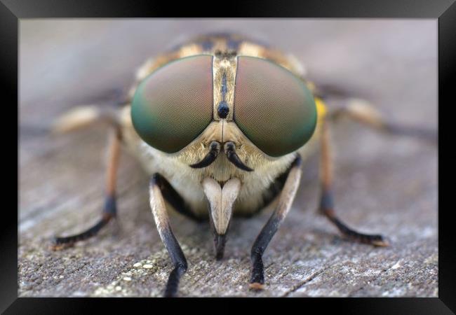 Horsefly macro Framed Print by David Neighbour