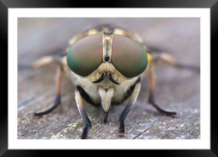 Horsefly macro Framed Mounted Print by David Neighbour