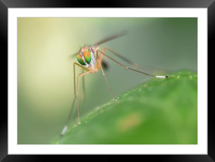 Long legged fly macro. Framed Mounted Print by David Neighbour