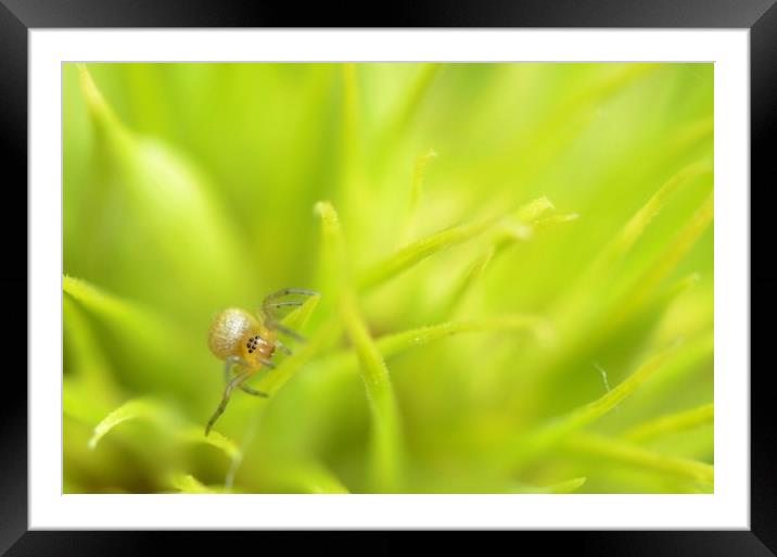 Baby spider in sweet William Framed Mounted Print by David Neighbour