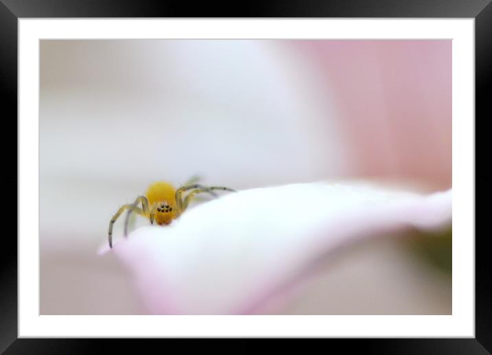 Soft soft spiderling Framed Mounted Print by David Neighbour