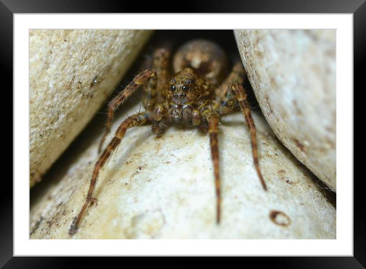 Lair of the wolf spider Framed Mounted Print by David Neighbour