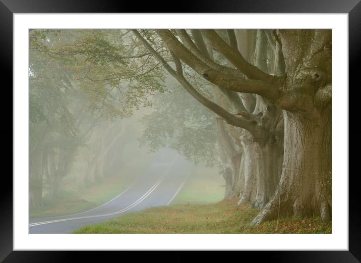 Beech Avenue, Kingston Lacy Framed Mounted Print by David Neighbour