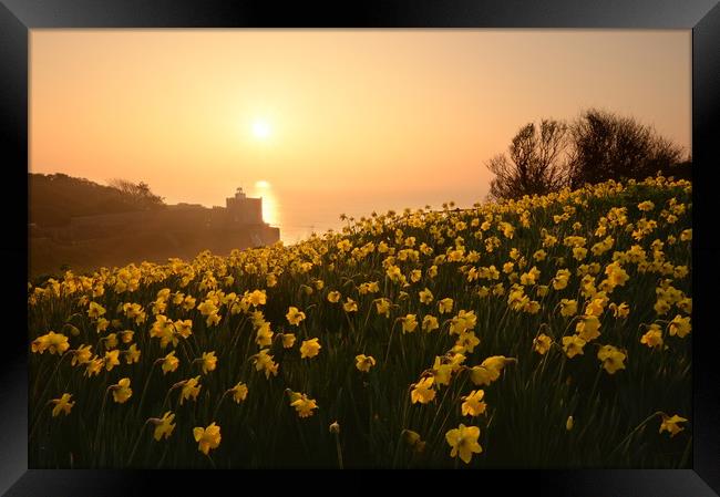 Daffodils of Sidmouth Framed Print by David Neighbour
