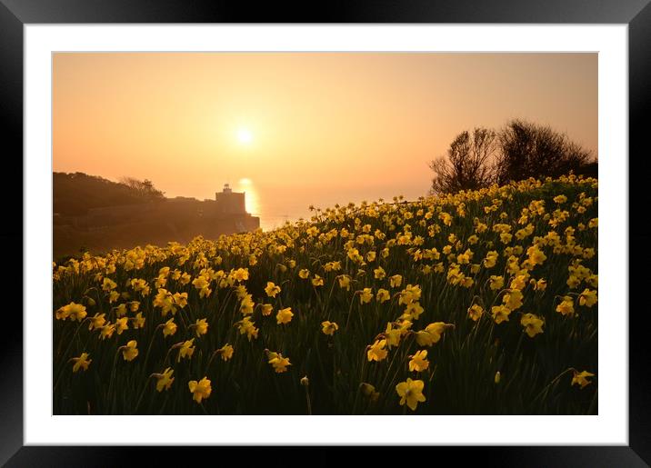 Daffodils of Sidmouth Framed Mounted Print by David Neighbour