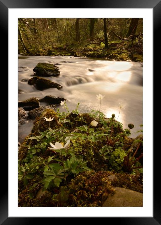 Spring in a Dartmoor Wood Framed Mounted Print by David Neighbour