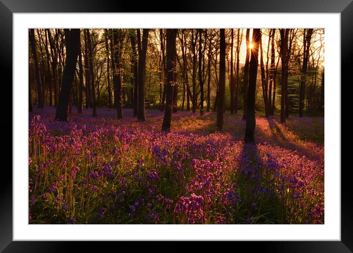 Morning in the Bluebell Wood Framed Mounted Print by David Neighbour