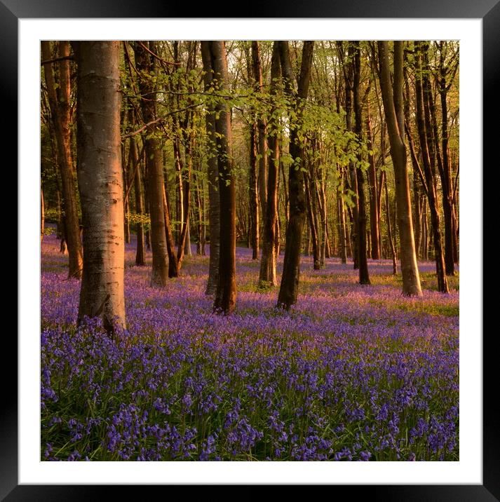 Bluebells square crop Framed Mounted Print by David Neighbour