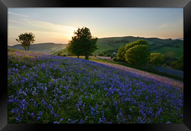Bluebells at Eype Down Framed Print by David Neighbour