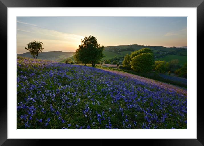 Bluebells at Eype Down Framed Mounted Print by David Neighbour