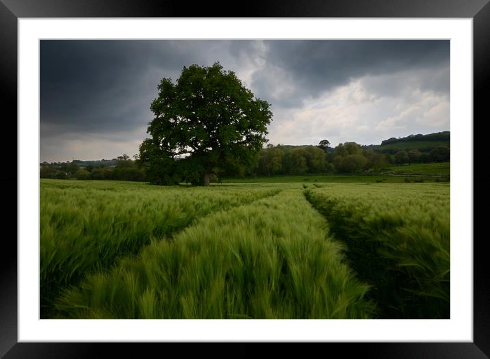 Dorset barley field Framed Mounted Print by David Neighbour