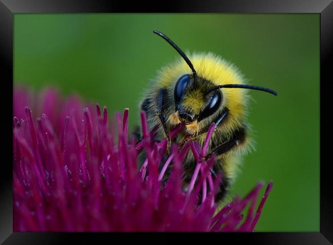 Bumbling Around Framed Print by David Neighbour
