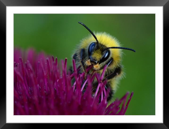 Bumbling Around Framed Mounted Print by David Neighbour