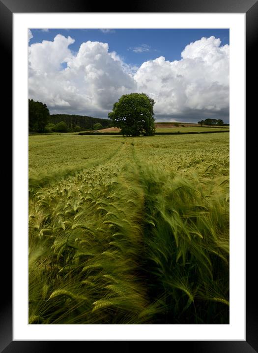 Barley Field - Portrait Framed Mounted Print by David Neighbour