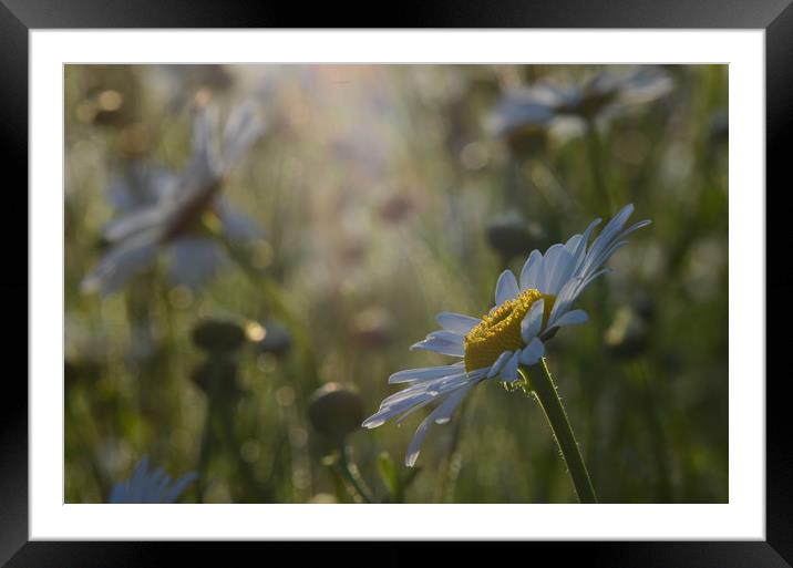 Ox Eye Daisies Framed Mounted Print by David Neighbour