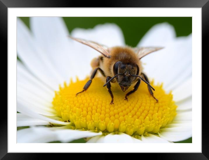 Honey bee Framed Mounted Print by David Neighbour