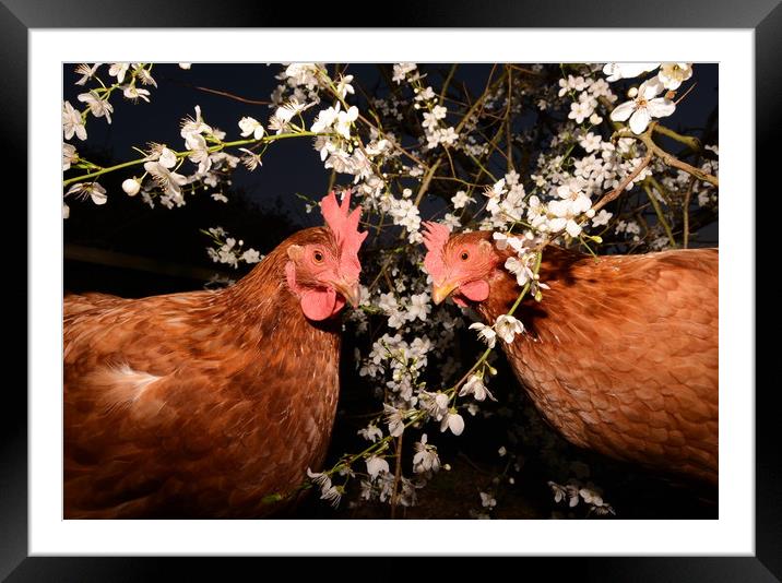 Spring Chickens Framed Mounted Print by David Neighbour