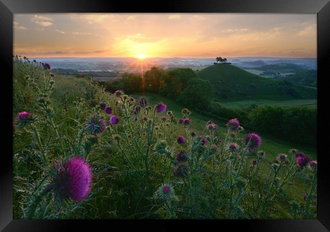 Thistles of Quarry Hill Framed Print by David Neighbour