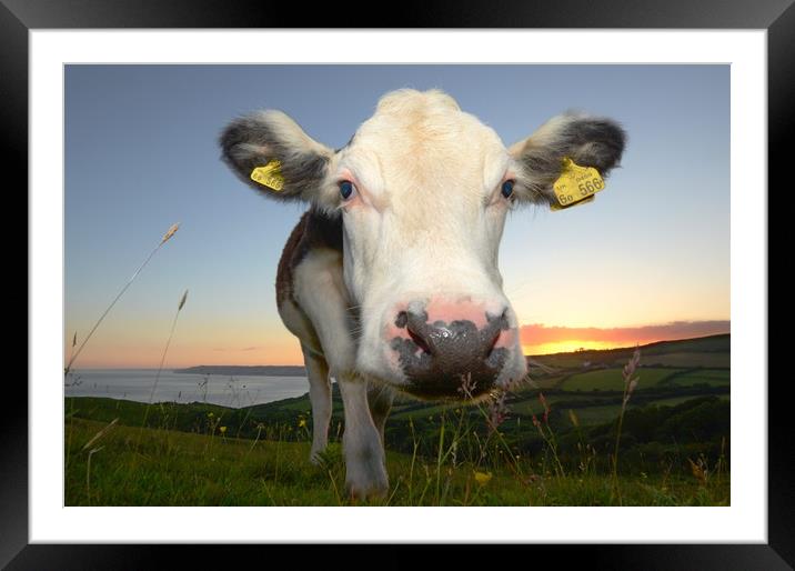 Cow and The Cap Framed Mounted Print by David Neighbour