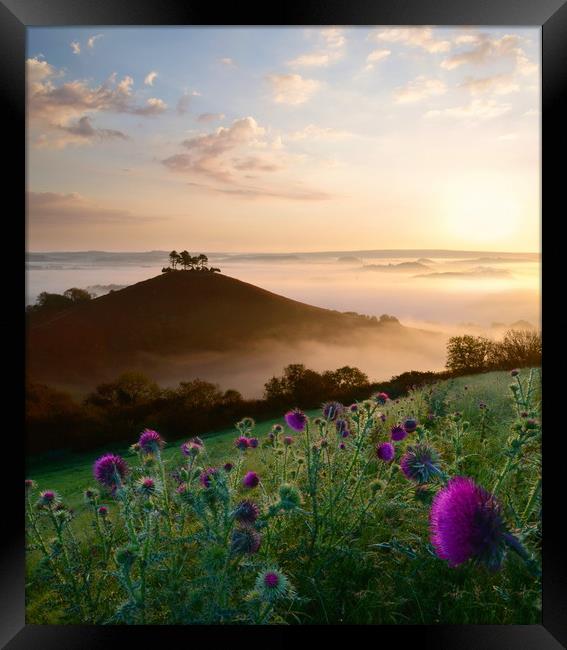 Thistles at Colmer's Hill Framed Print by David Neighbour