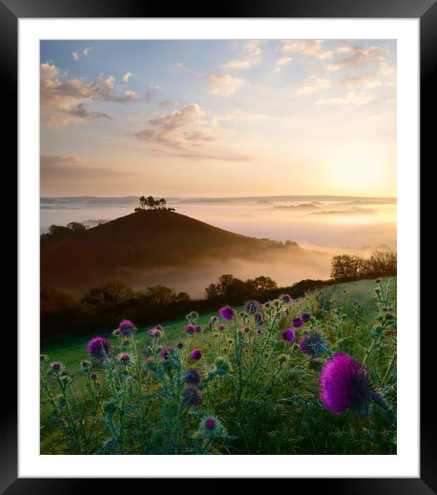 Thistles at Colmer's Hill Framed Mounted Print by David Neighbour