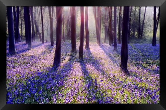 Morning in a Bluebell Wood Framed Print by David Neighbour