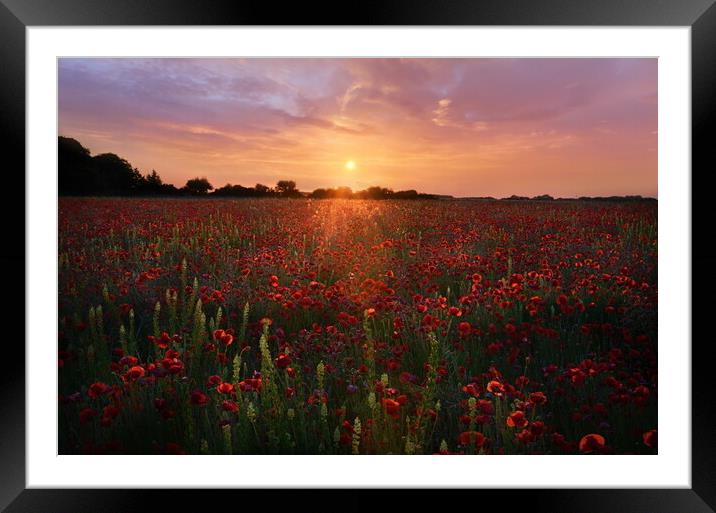 Dorset Poppy Field Framed Mounted Print by David Neighbour