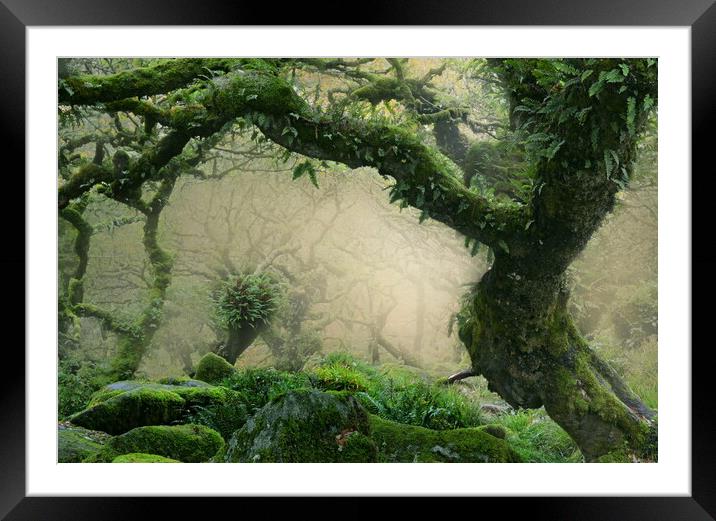 Wistman's Wood Framed Mounted Print by David Neighbour