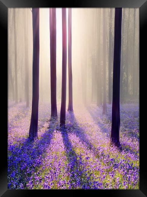 Silhouettes in a Bluebell Wood Framed Print by David Neighbour