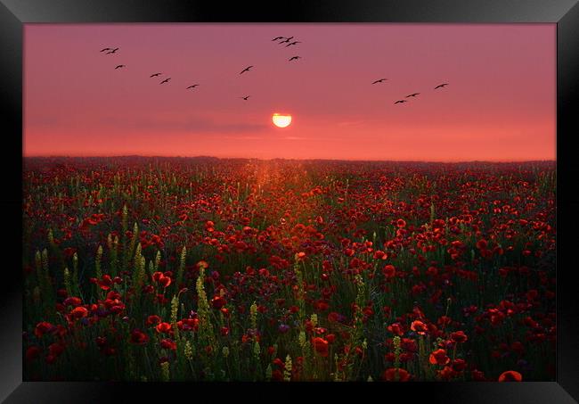 Poppy Sunset Framed Print by David Neighbour