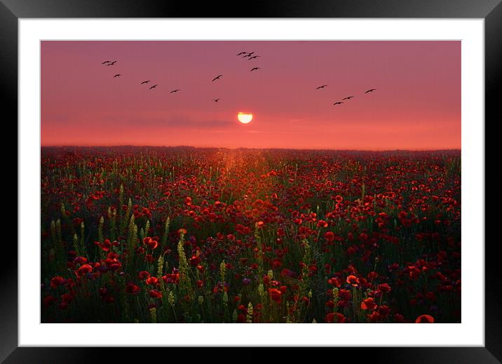 Poppy Sunset Framed Mounted Print by David Neighbour