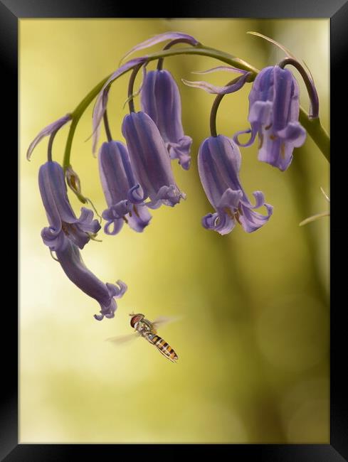 Hoverfly on Bluebell Framed Print by David Neighbour