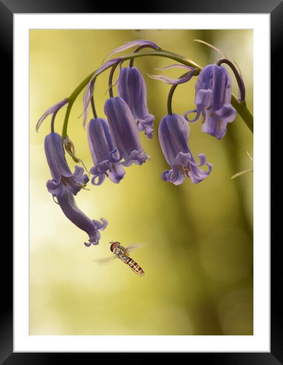 Hoverfly on Bluebell Framed Mounted Print by David Neighbour