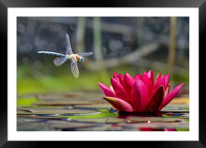 Migrant Hawker in Flight Framed Mounted Print by David Neighbour