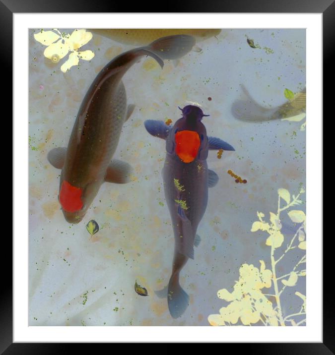 Koi Tranquility Framed Mounted Print by David Neighbour