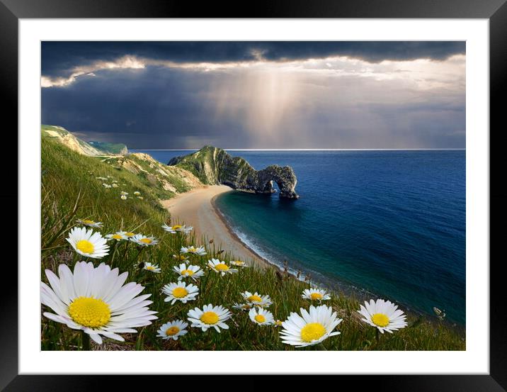 The Daisies of Durdle Door Framed Mounted Print by David Neighbour