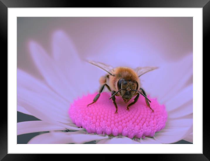 Shocking Pink Daisy Framed Mounted Print by David Neighbour