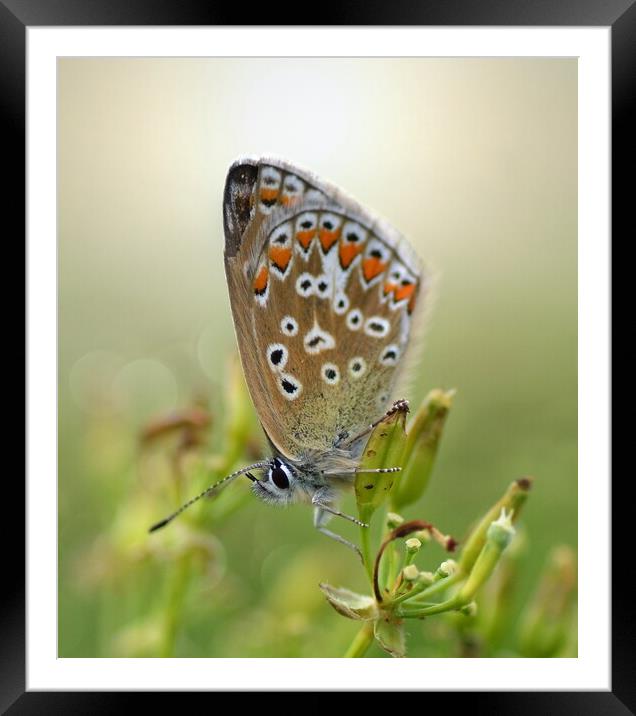 Backlit Common Blue Framed Mounted Print by David Neighbour