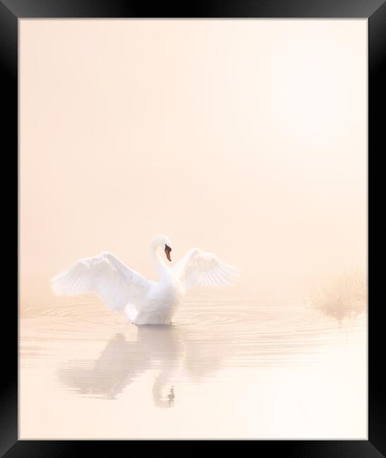 Softest Baby Pink Swan Portrait. Framed Print by David Neighbour