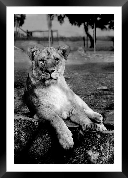 Black and white Lion Framed Mounted Print by Katie Wilde